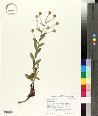 Symphyotrichum patens image