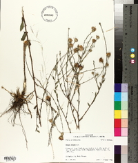 Symphyotrichum patens image