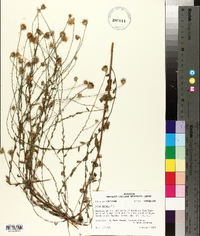 Symphyotrichum patens image