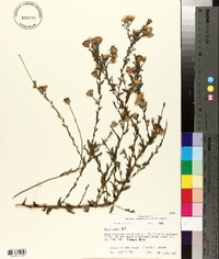 Symphyotrichum patens var. patens image