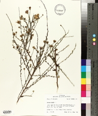 Symphyotrichum patens image