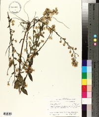 Symphyotrichum patens image