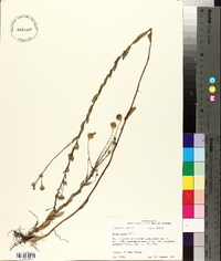 Symphyotrichum patens var. patens image