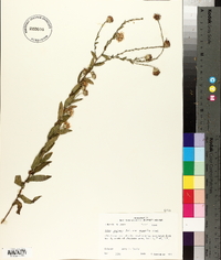 Aster gracilis image