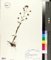 Symphyotrichum patens image