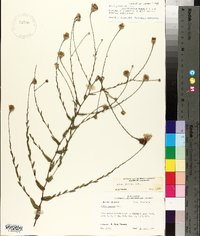 Symphyotrichum patens image