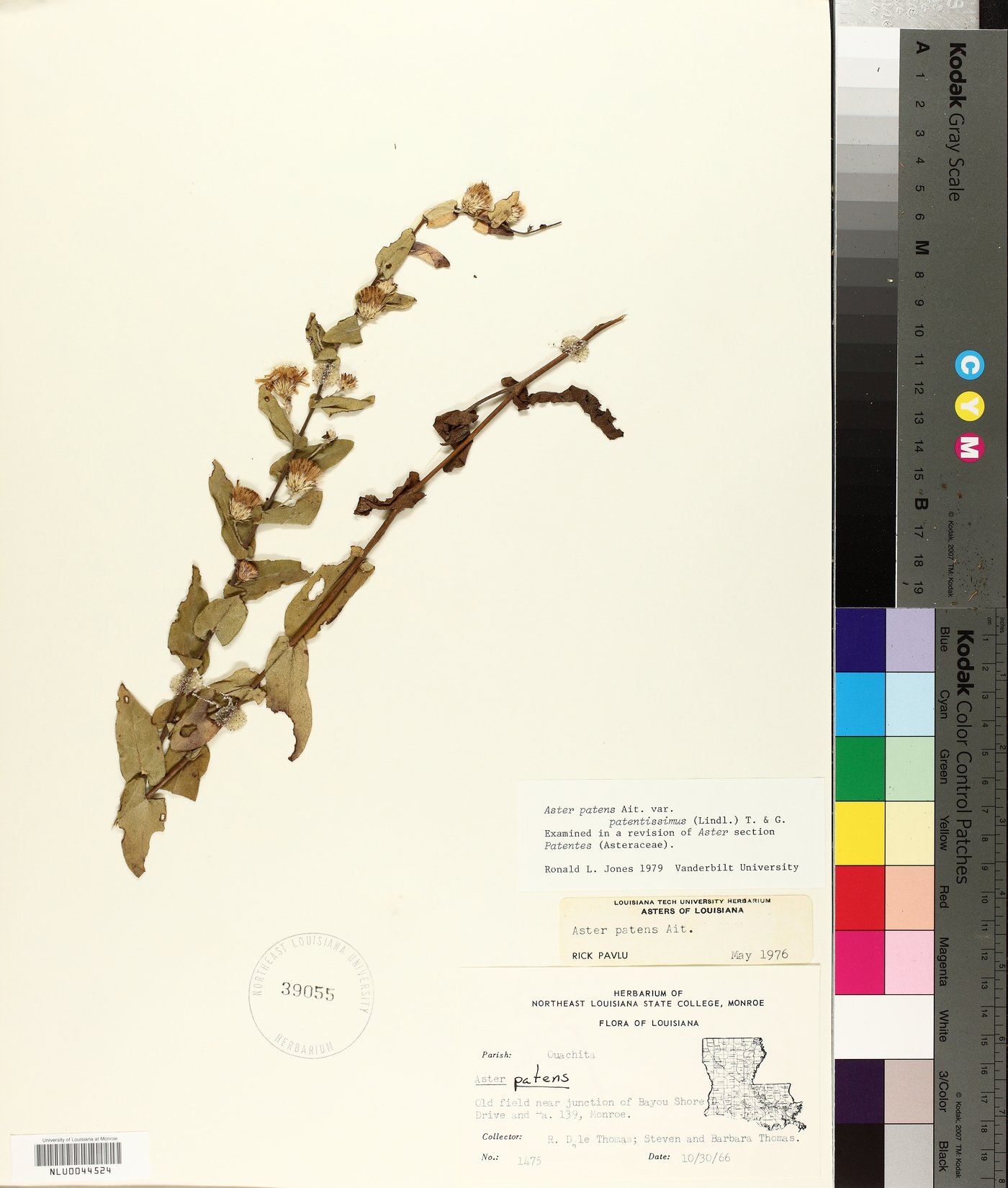 Symphyotrichum patens var. patentissimum image