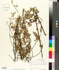 Symphyotrichum patens image