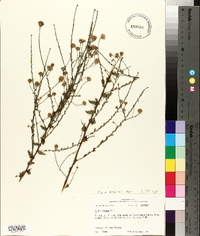 Aster gracilis image