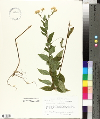 Doellingeria sericocarpoides image