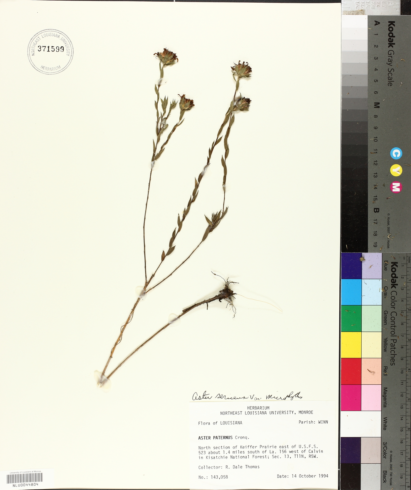 Aster microphyllus image