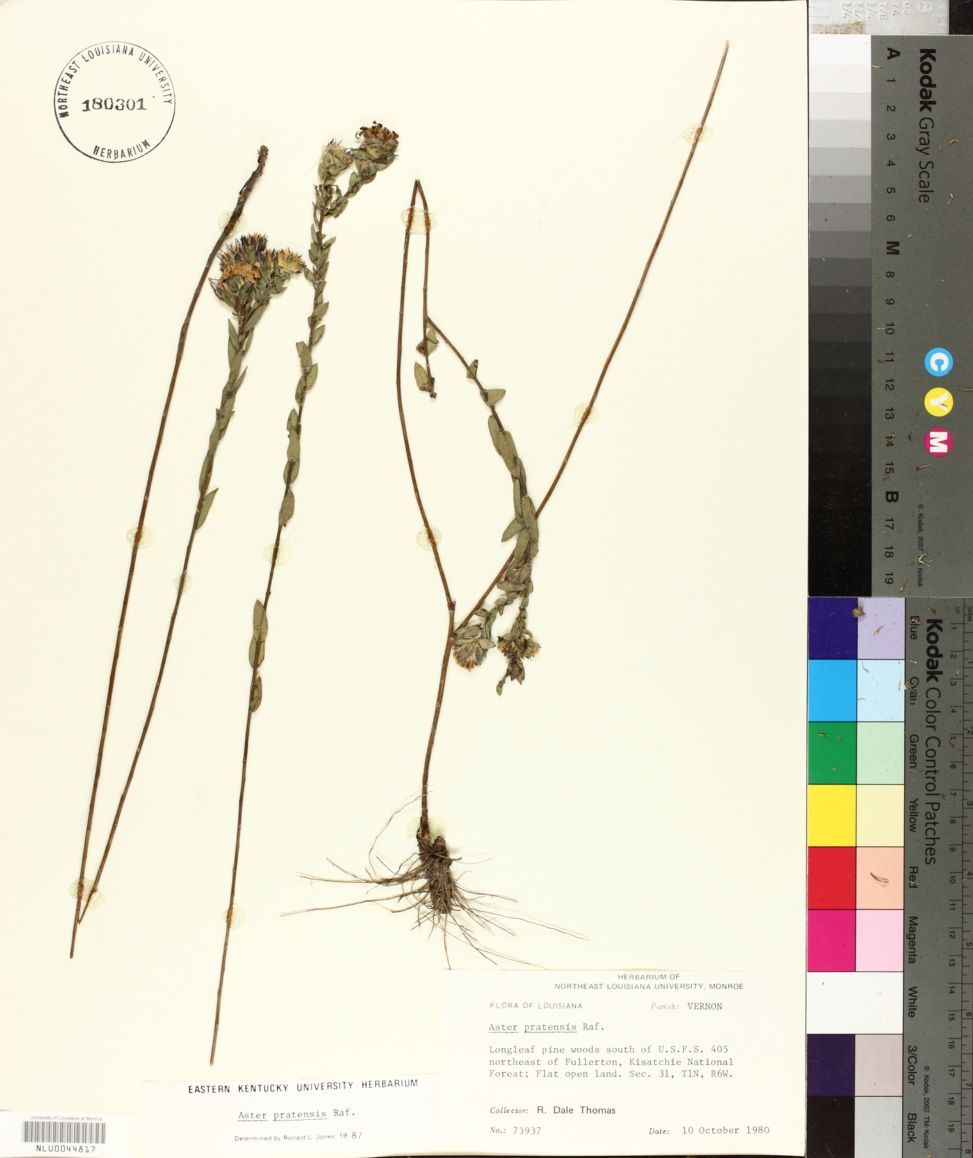 Symphyotrichum pratense image