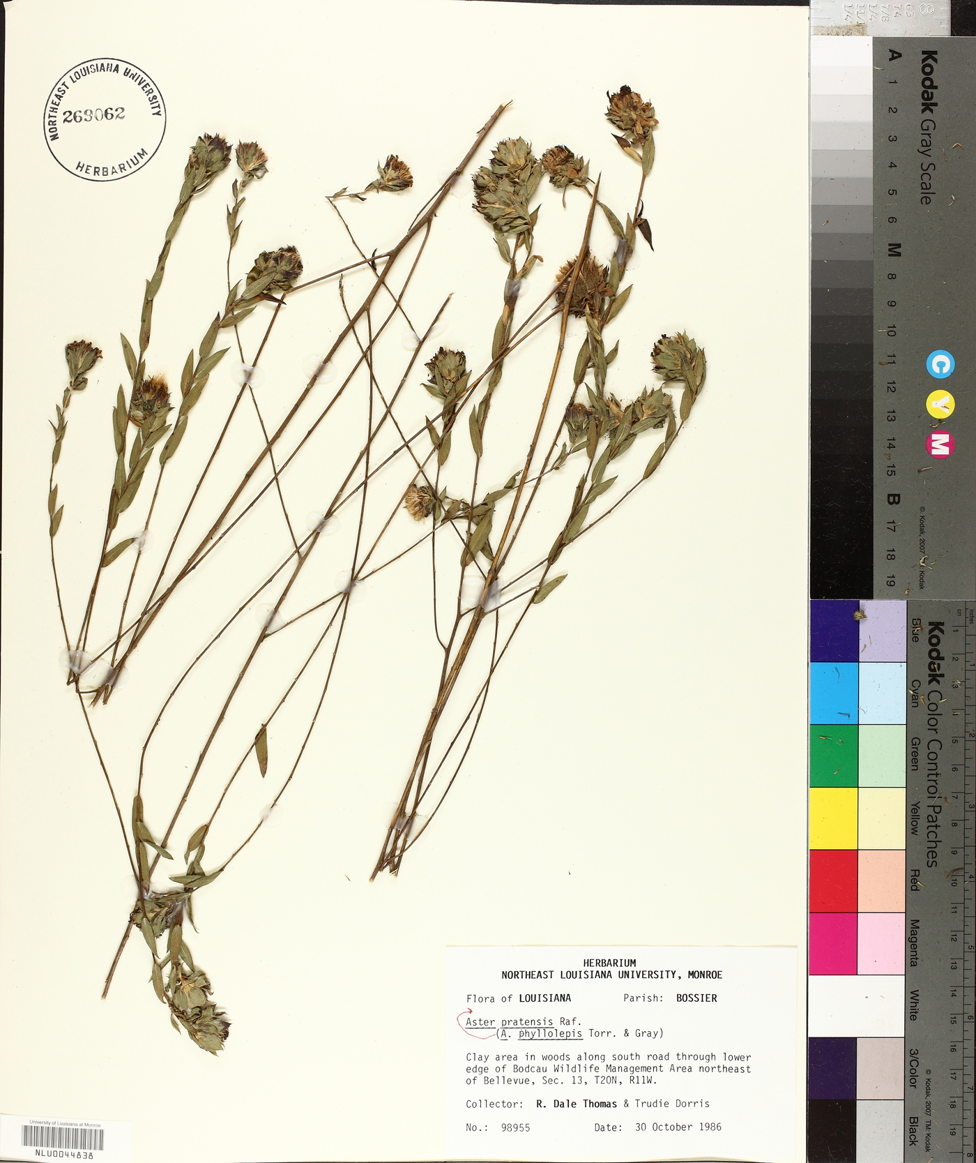 Symphyotrichum pratense image