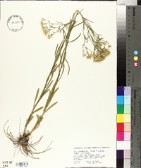 Sericocarpus linifolius image