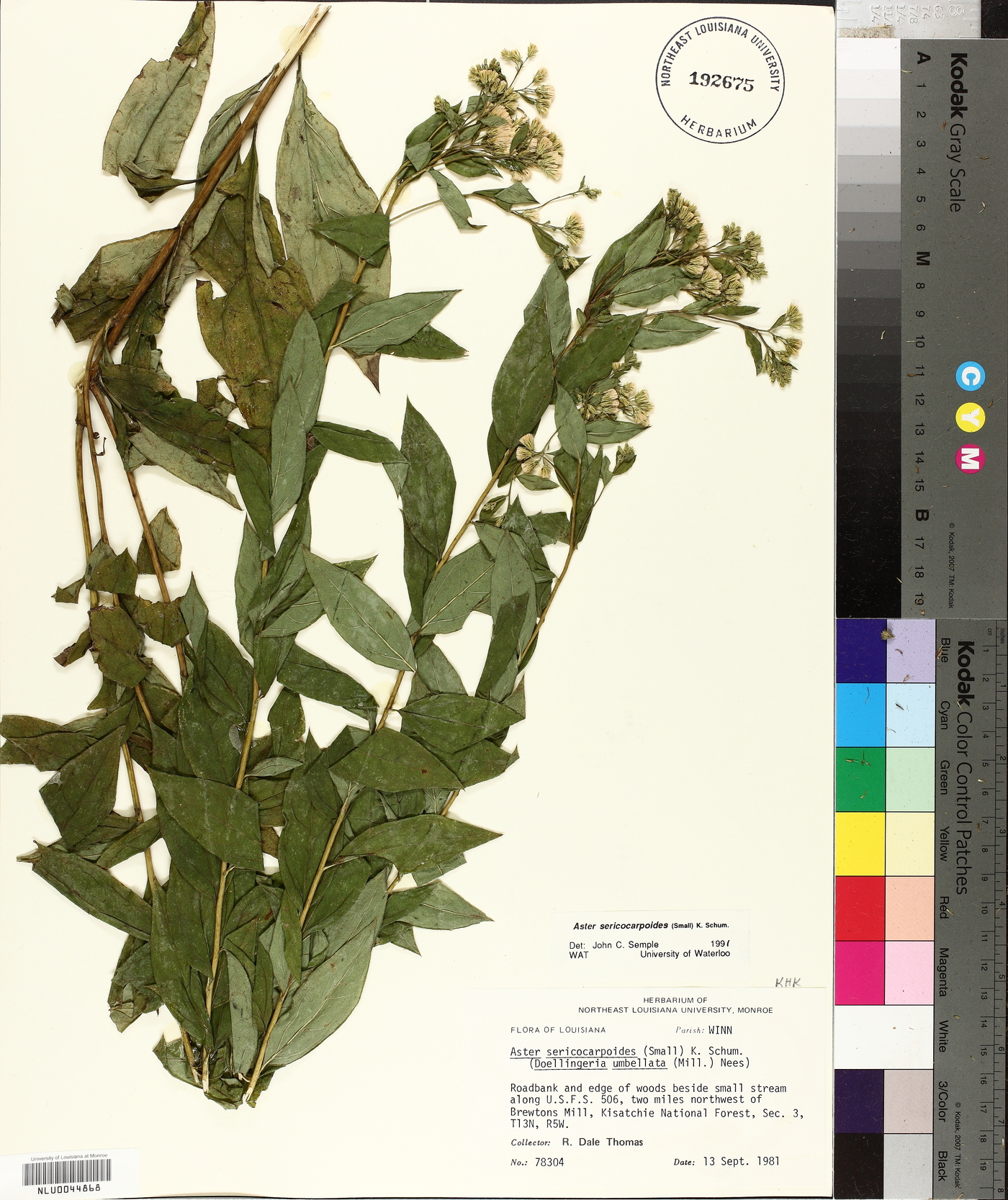 Doellingeria sericocarpoides image