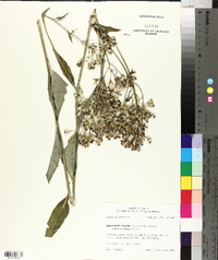 Arnoglossum ovatum image