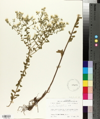 Sericocarpus tortifolius image