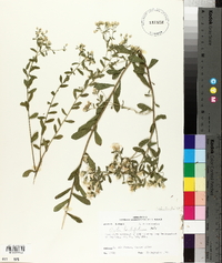 Sericocarpus tortifolius image