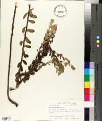 Sericocarpus tortifolius image