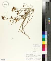 Symphyotrichum tenuifolium image