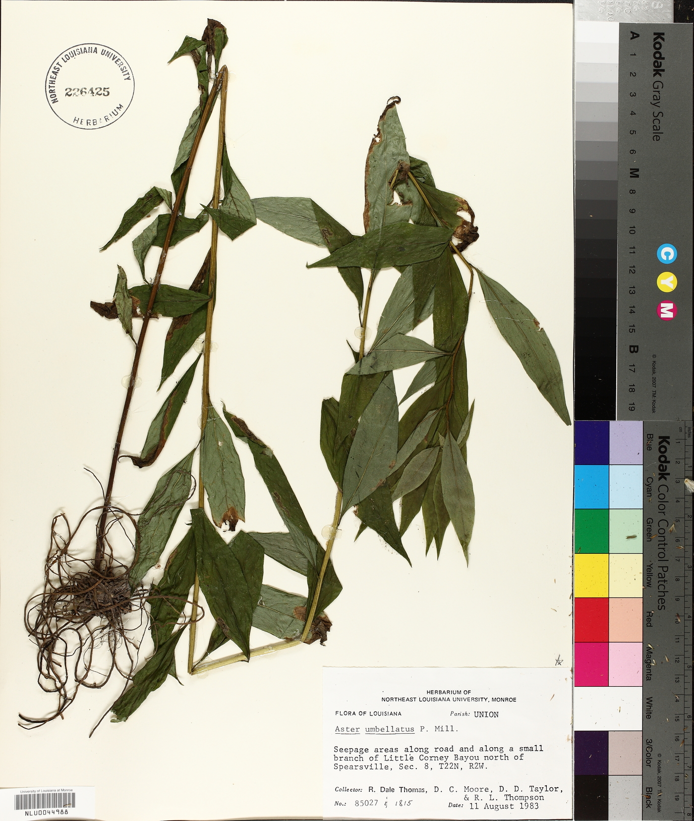 Doellingeria sericocarpoides image