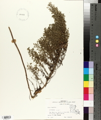 Artemisia vulgaris image