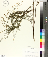 Symphyotrichum racemosum image