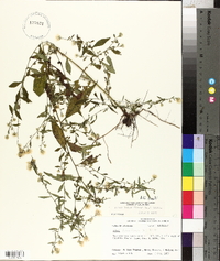 Symphyotrichum racemosum image