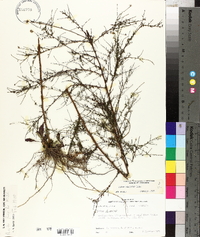 Symphyotrichum racemosum image