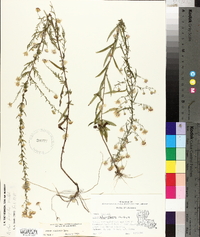 Symphyotrichum racemosum image