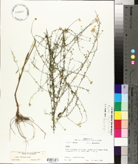 Symphyotrichum racemosum image