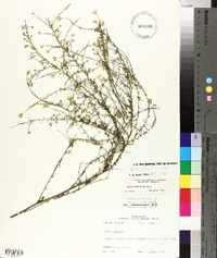 Symphyotrichum racemosum image