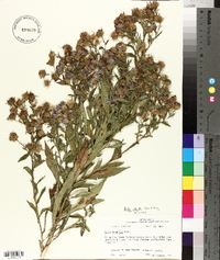 Aster elliottii image