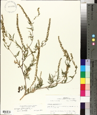 Ambrosia artemisiifolia var. paniculata image