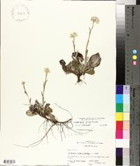 Antennaria parlinii subsp. fallax image