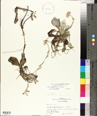 Antennaria parlinii subsp. fallax image