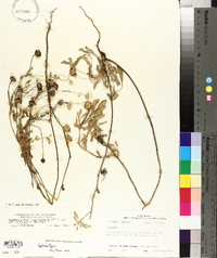 Aphanostephus skirrhobasis image