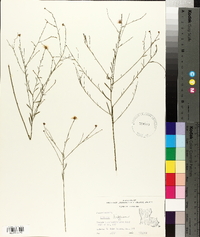 Boltonia diffusa image