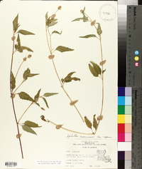 Acmella oppositifolia var. repens image