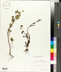 Acmella oppositifolia var. repens image