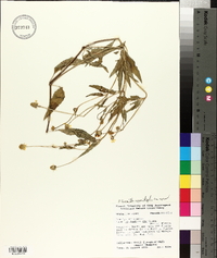Acmella oppositifolia var. repens image