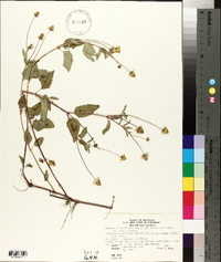 Acmella oppositifolia var. repens image