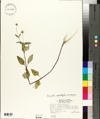 Acmella oppositifolia var. repens image