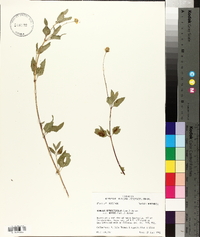 Acmella oppositifolia image