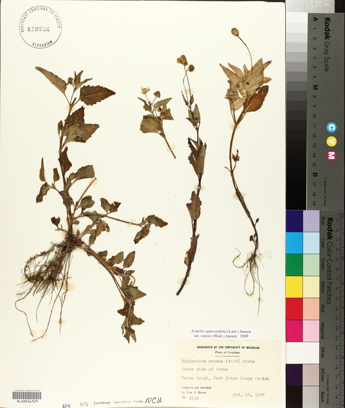 Acmella oppositifolia var. repens image