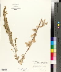 Artemisia absinthium image