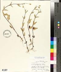Acmella oppositifolia var. repens image