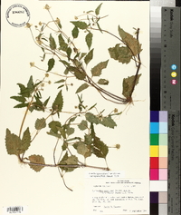 Acmella oppositifolia var. repens image