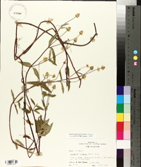 Acmella oppositifolia var. repens image