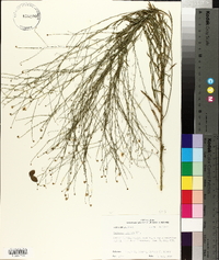 Boltonia diffusa image